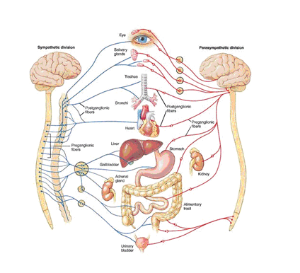 背骨と内臓の関係を示した絵